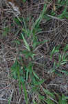 Tapered rosette grass